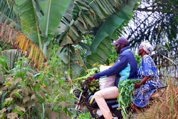 Couple à moto chargé de régimes de plantain et de légumes
