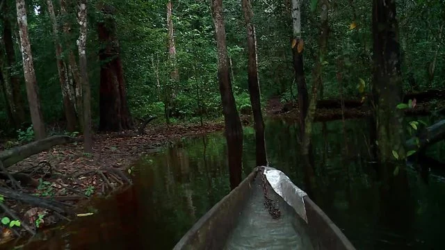 Pirogue avançant dans une forêt inondée