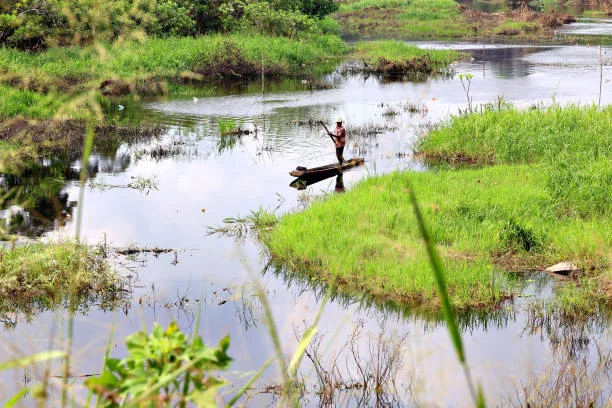 Pirogue au milieu d'un marais verdoyant